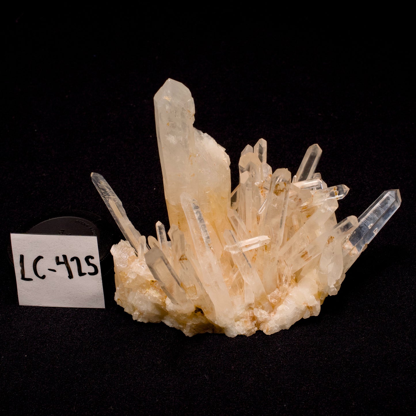 Golden Healer Blue Smoke Needle Lemurian Quartz Cluster (LC-425)