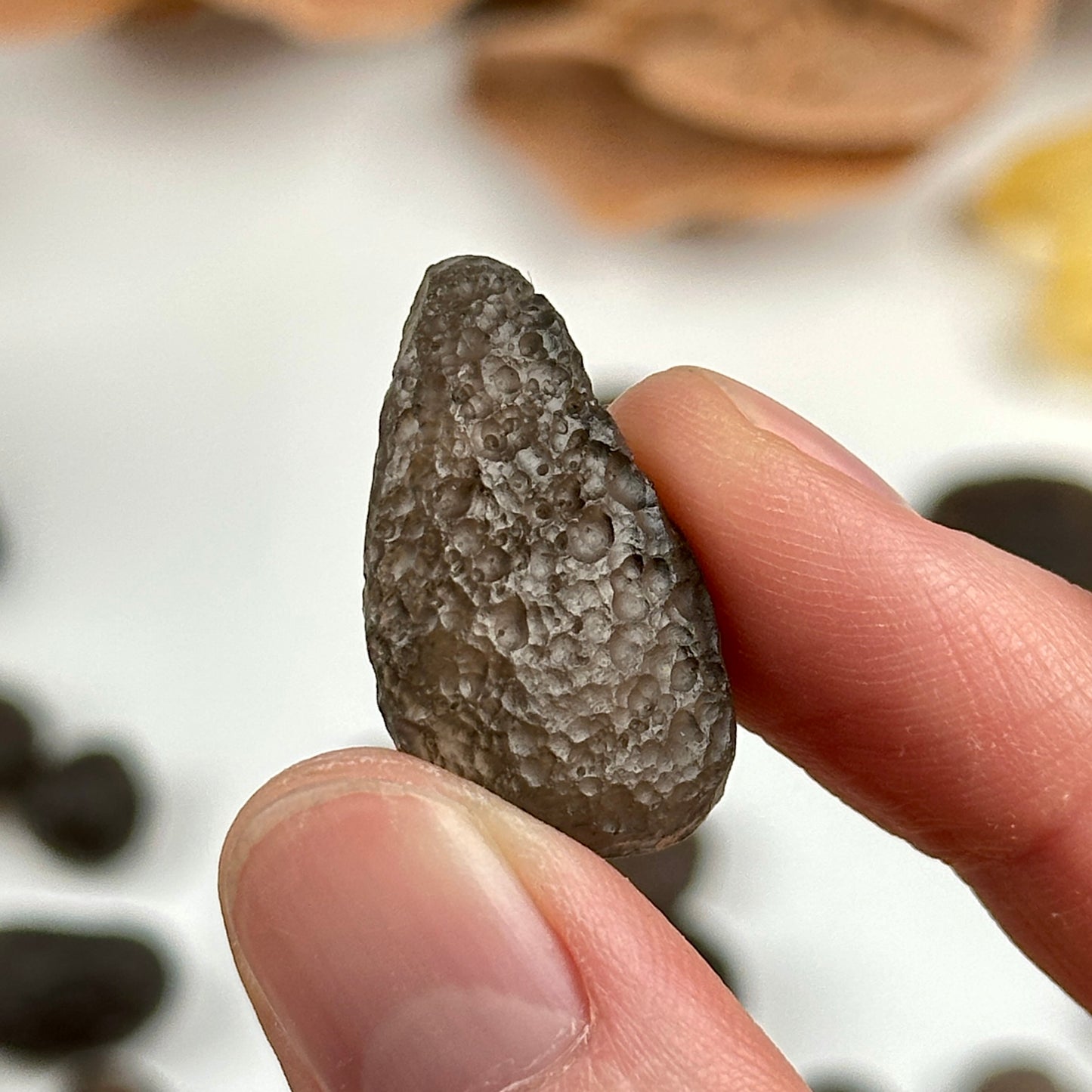 Colombianite Tektite Museum Quality (CT-120)