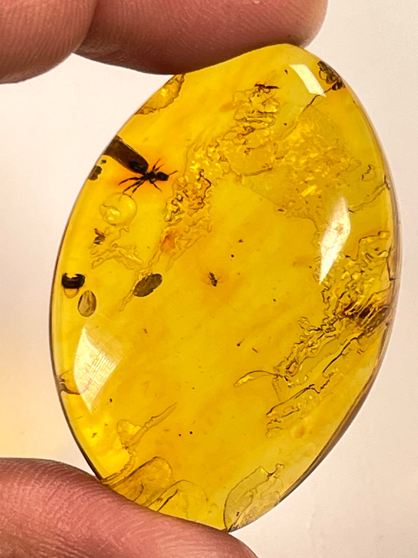 Hand Polished Amber WHOLESALE (AM-104)