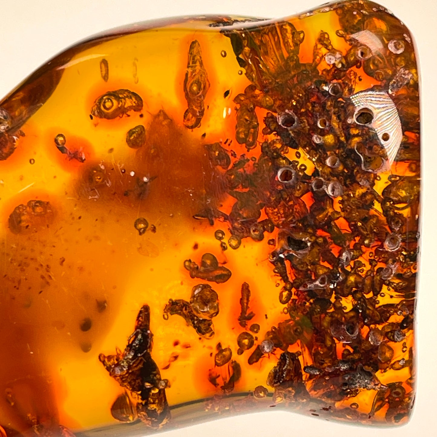 Hand Polished Amber Medium size WHOLESALE (AM-119)