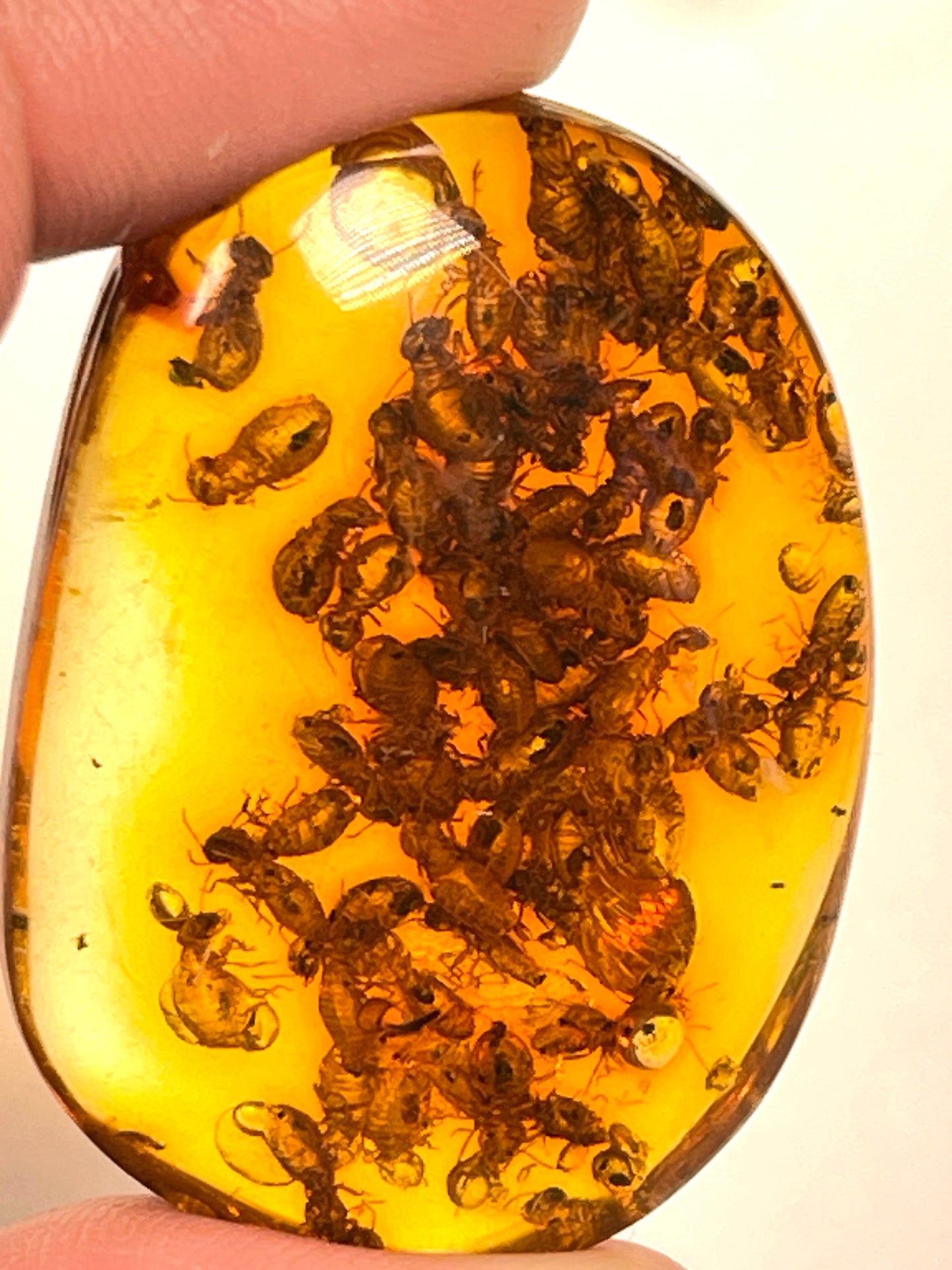 Hand Polished Amber Medium and Small size WHOLESALE (AM-121)