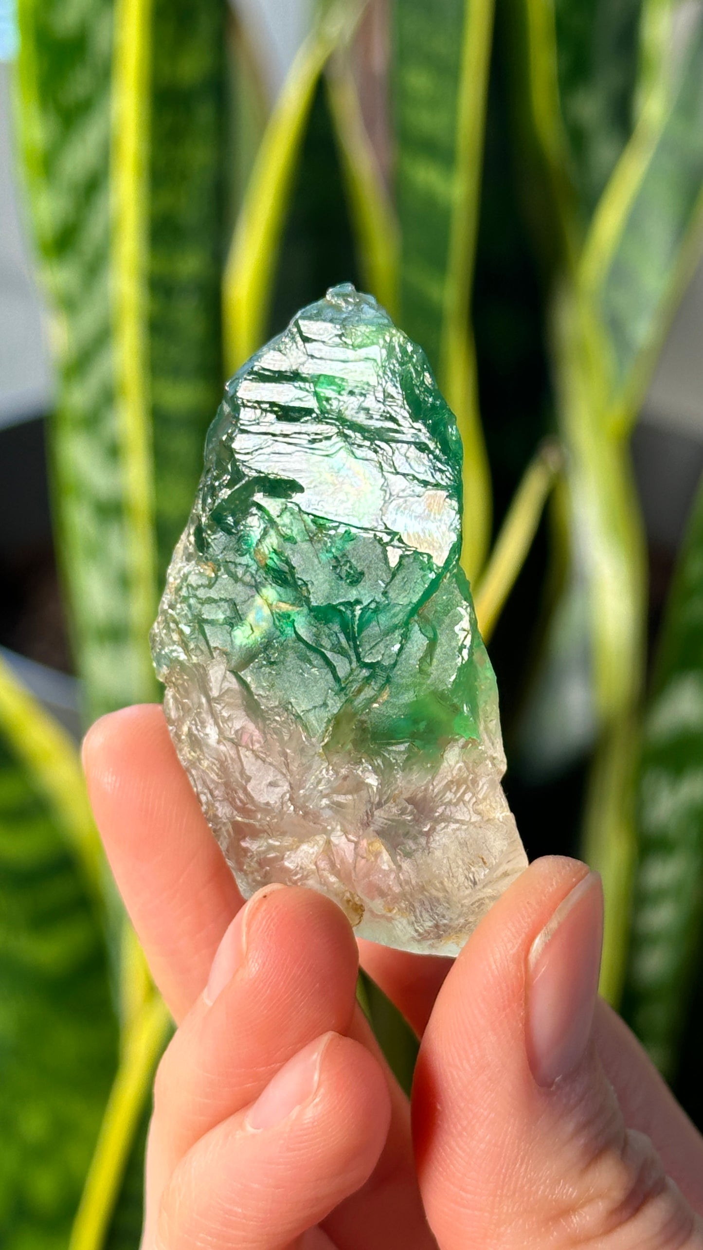 Green Phantom Yttrium Fluorite. Peñas Blancas Mine (LOT: GF-158)