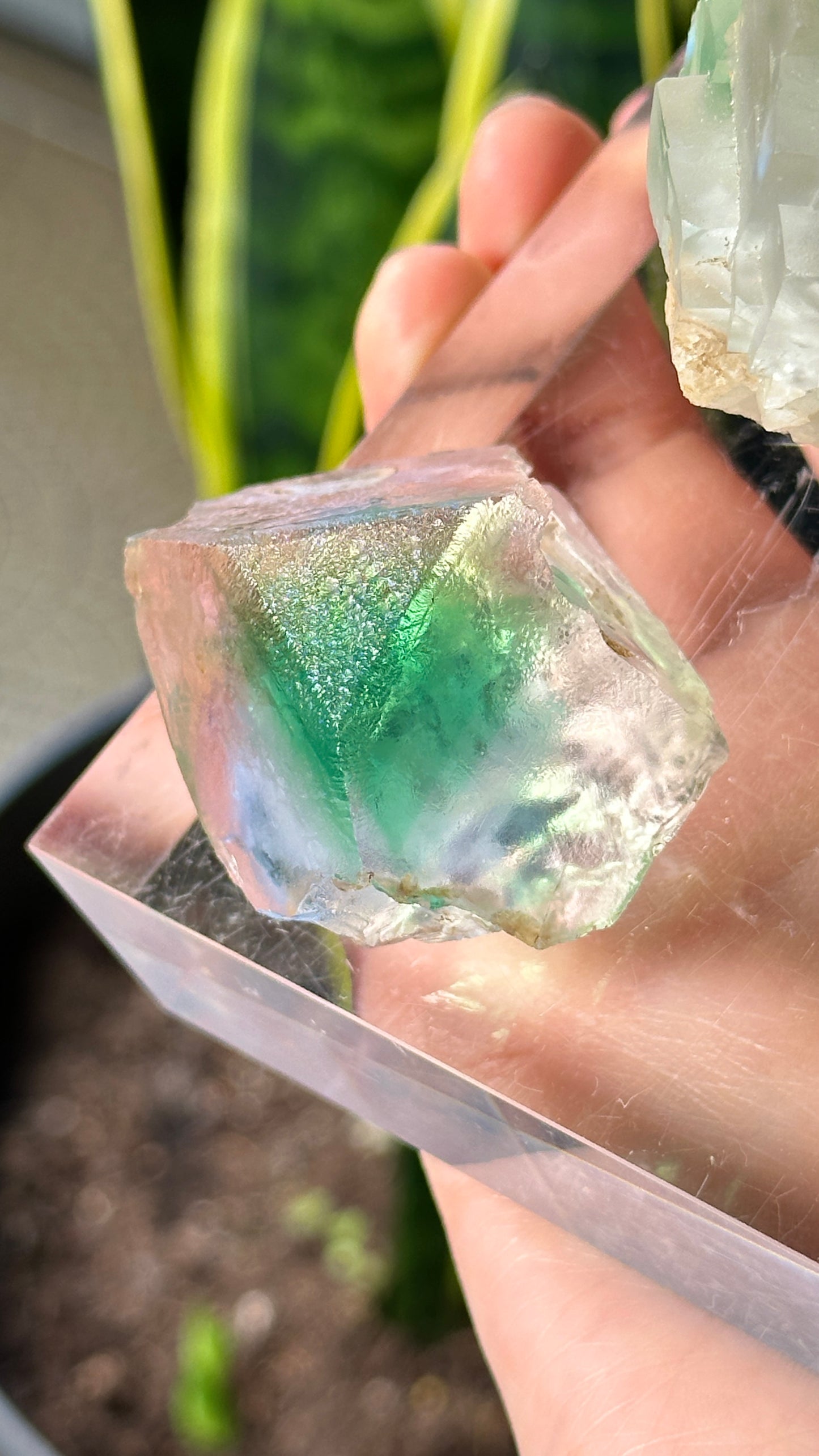 Green Phantom Yttrium Fluorite. Peñas Blancas Mine (LOT: GF-163)