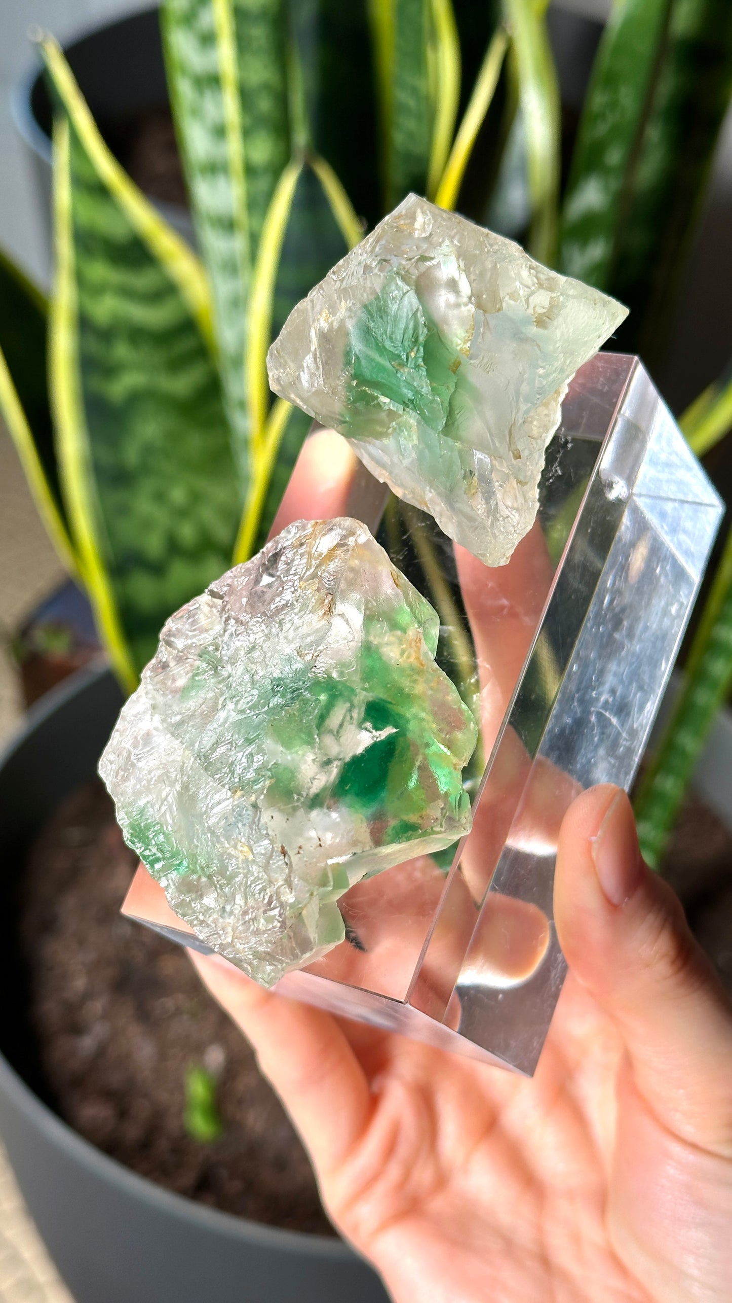 Green Phantom Yttrium Fluorite. Peñas Blancas Mine (LOT: GF-156)